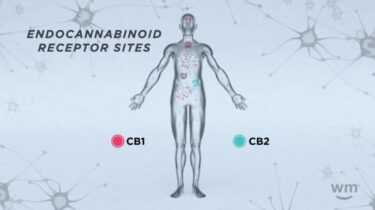 【丸ごと解説】CB2（カンナビノイド受容体タイプ2）とは？