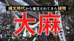 【丸ごと解説】大麻（麻）とは？