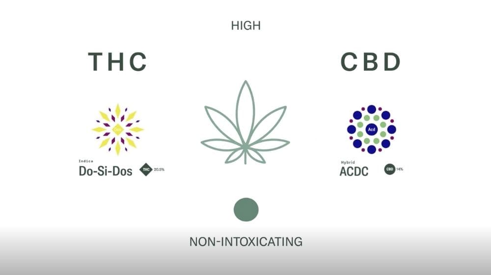 CBDとTHCの違いとは？