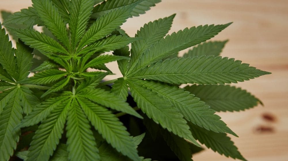 ヘンプ(産業用大麻)には、CBDが含まれる?