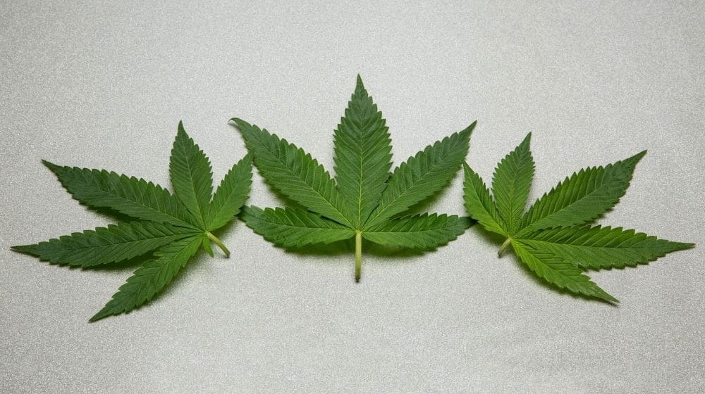 大麻（麻）の葉