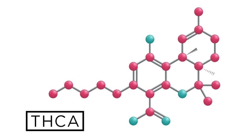 テトラヒドロカンナビノール酸（THCA）の分子模型