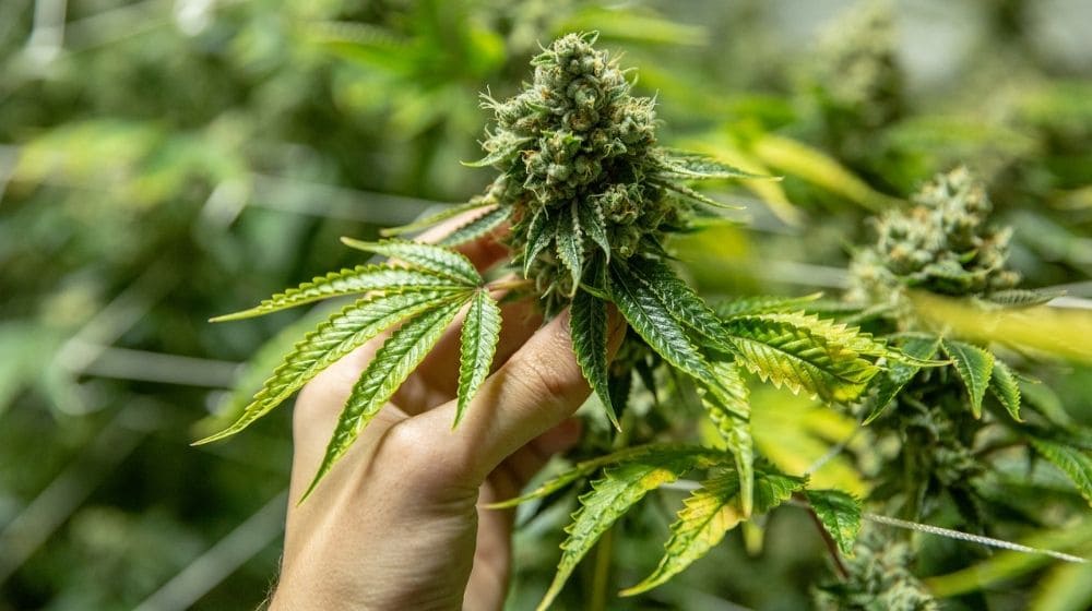 【神経科学者監修】なぜ大麻（麻）は、検査が必要なの？