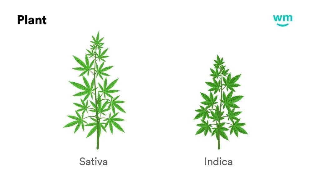 大麻（麻）のサティバ種とインディカ種