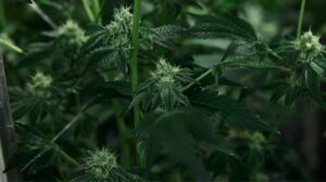ヘンプ（産業用大麻）のさまざまな用途