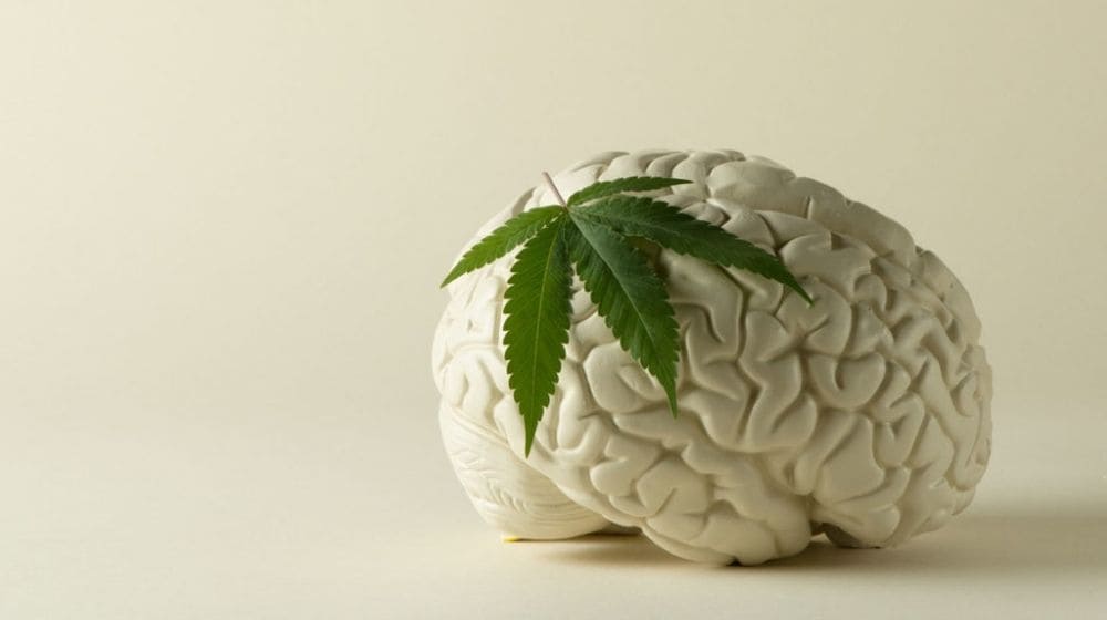 CBDの原料、大麻（麻）と脳