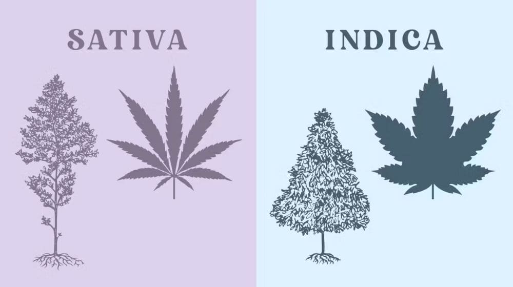 インディカとサティバとハイブリッド、大麻(麻)の種類の違い