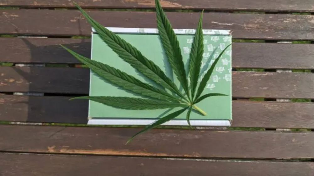 循環型経済のためのヘンプ（産業用大麻）
