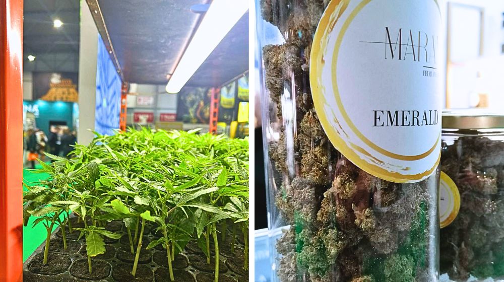 『CANNAFEST2025』の会場