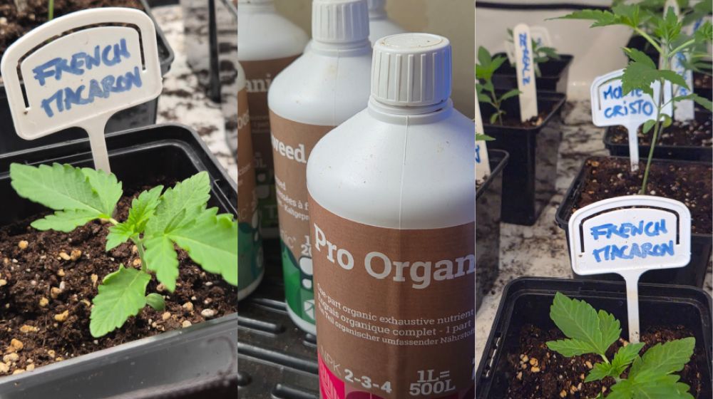 大麻の苗を育てている様子。左側に『FRENCH TINCARON』と書かれたタグの付いた seedling、中央にPro OrganやRoot Boosterなどの有機栄養剤ボトル、右側に複数の苗と品種名タグ（ZEPHYR、MONTE CRISTOなど）が写った3分割写真