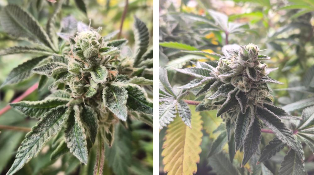 大麻（Cannabis）のつぼみ（バッズ）のクローズアップ写真 - 霜のようなトリコームで覆われた緑の花と葉、左右2枚の比較画像