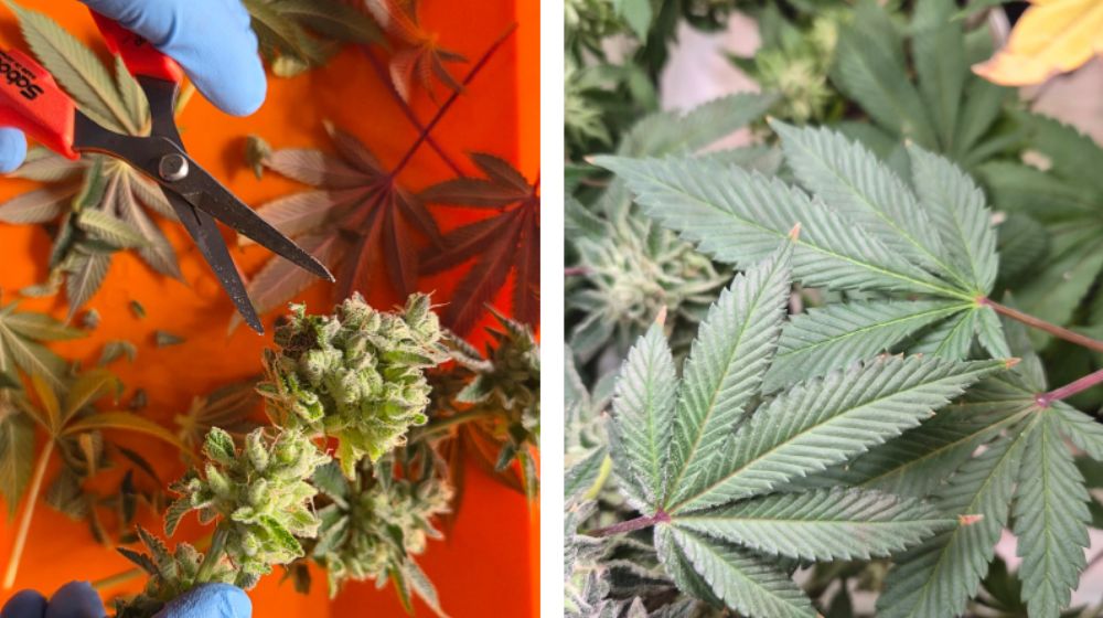 大麻（Cannabis）の収穫・トリミング作業 - 左：青い手袋で赤いハサミを使ってつぼみをカット（オレンジトレイ上）、右：健康な緑の扇状の葉のクローズアップ