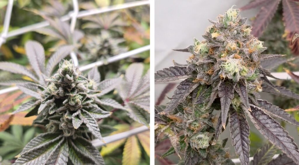 大麻植物の2分割写真。左は紫がかった葉と白い霜のようなトリコームに覆われたつぼみ、右はよりクローズアップされた密集した緑と紫のつぼみの詳細