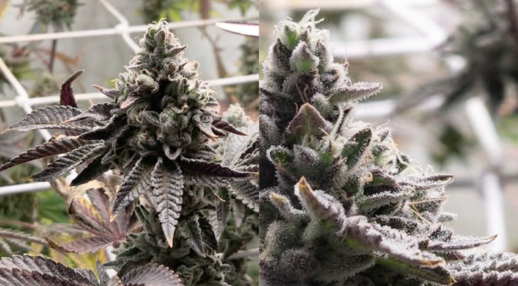 大麻植物のつぼみの2分割クローズアップ写真。左は全体像、右は霜のような白いトリコームに覆われた詳細なつぼみ